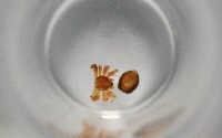 斑點微姬蜘藏品圖，第3張