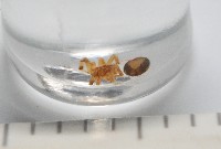 斑點微姬蜘藏品圖，第4張
