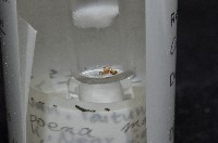 斑點微姬蜘藏品圖，第8張