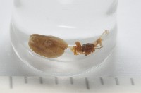 新種寄居姬蜘藏品圖，第2張