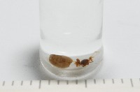 新種寄居姬蜘藏品圖，第3張