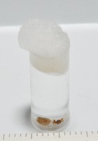 新種寄居姬蜘藏品圖，第4張