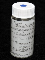 新種寄居姬蜘藏品圖，第5張