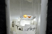 新種寄居姬蜘藏品圖，第8張
