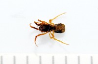 新種寄居姬蜘藏品圖，第2張