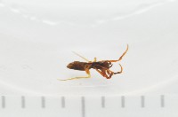 新種寄居姬蜘藏品圖，第3張