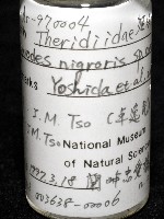 新種寄居姬蜘藏品圖，第5張