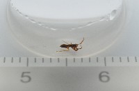 新種寄居姬蜘藏品圖，第7張