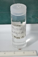 新種寄居姬蜘藏品圖，第8張