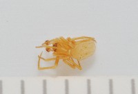 黃克羅蛛藏品圖，第2張