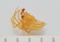 黃克羅蛛藏品圖，第3張