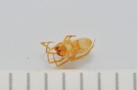 黃克羅蛛藏品圖，第4張