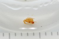 黃克羅蛛藏品圖，第5張