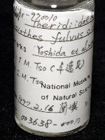 黃克羅蛛藏品圖，第7張