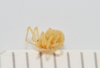 黃克羅蛛藏品圖，第3張