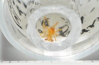 臺灣克羅蛛藏品圖，第4張