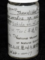 蘭嶼金姬蛛藏品圖，第7張