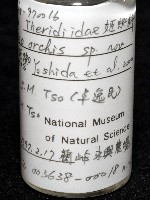 蘭嶼金姬蛛藏品圖，第6張
