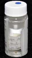 蘭嶼金姬蛛藏品圖，第7張