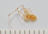 蘭嶼金姬蛛藏品圖，第2張