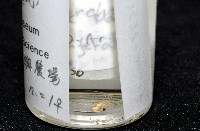 蘭嶼金姬蛛藏品圖，第8張