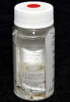 蘭嶼姬蛛藏品圖，第6張