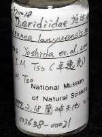 蘭嶼姬蛛藏品圖，第7張