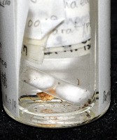 蘭嶼姬蛛藏品圖，第7張