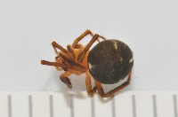 新種姬蜘藏品圖，第4張