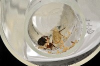 新種姬蜘藏品圖，第5張