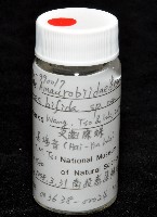 雙叉隙蛛藏品圖，第5張