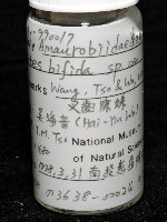 雙叉隙蛛藏品圖，第6張