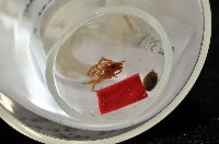 雙叉隙蛛藏品圖，第8張