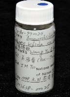 雙叉隙蛛藏品圖，第5張