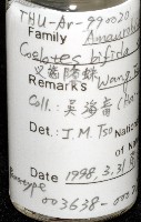 雙叉隙蛛藏品圖，第6張