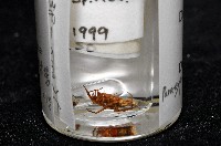 雙叉隙蛛藏品圖，第8張