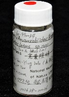 寬股隙蛛藏品圖，第7張