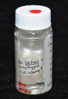 寬股隙蛛藏品圖，第8張