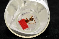 寬股隙蛛藏品圖，第8張