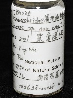 寬股隙蛛藏品圖，第8張