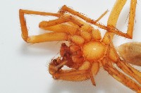 長亞隙蛛藏品圖，第4張