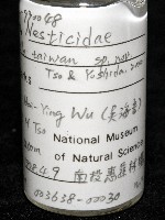 臺灣奈斯蛛藏品圖，第7張