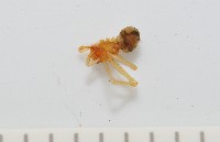 臺灣奈斯蛛藏品圖，第3張