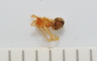臺灣奈斯蛛藏品圖，第4張