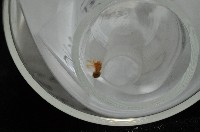 臺灣奈斯蛛藏品圖，第8張