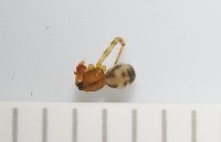 臺灣奈斯蛛藏品圖，第1張