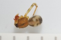 臺灣奈斯蛛藏品圖，第2張