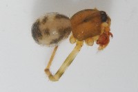 臺灣奈斯蛛藏品圖，第3張