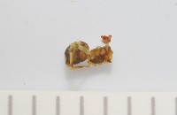 臺灣奈斯蛛藏品圖，第4張