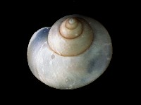 斑青山蝸牛藏品圖，第2張